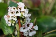 Bergenia Bressingham White