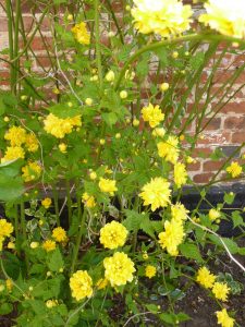 double flowered kerria
