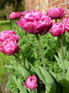 late doubled flowered tulips