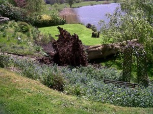 fallen copper beech