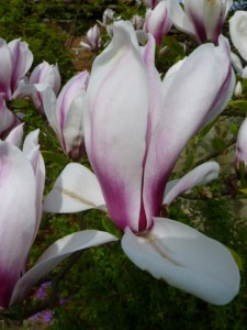 Magnolia soulangeana