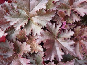 Heuchara Chocolate Ruffles 