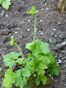 Tellima grandiflora plug plant