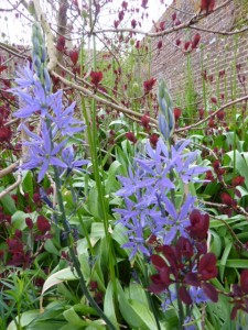 Camassia and cotinus