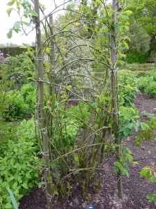 Rosa Ispahan at Sissinghurst