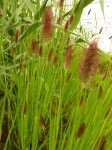 Pennisetum massaicum Red Buttons