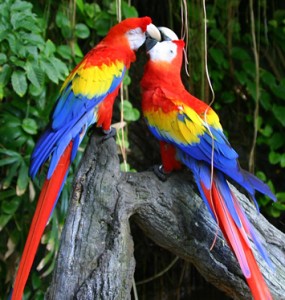 macaws for the garden