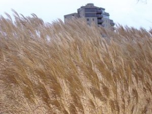 miscanthus miscanthus