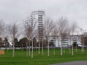birches planted in Thames Barrier Park