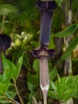 Arisaema amurense
