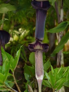 Arisaema amurense