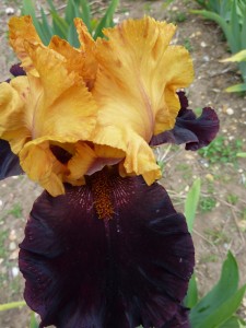 Iris germanica Vigilante