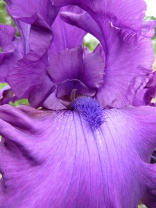 Iris germanica Swingtown