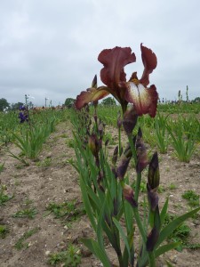 Iris germanica Kent Pride