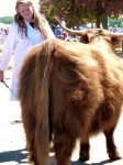 Highland cow prepares for judging