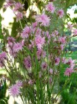 Lychnis flos-cuculi Jenny