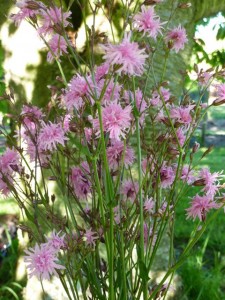 Lychnis flos-cuculi Jenny