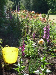 flower bed for Just Joey