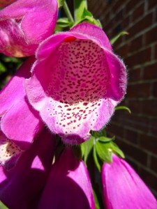 foxglove foxglove