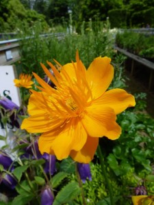 Trollius chinensis 'Golden Queen'