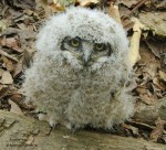 cool owl