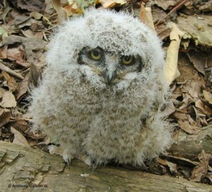 cool owl