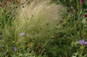 Stipa tenuissima