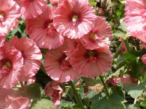 hollyhock