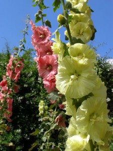 hollyhock