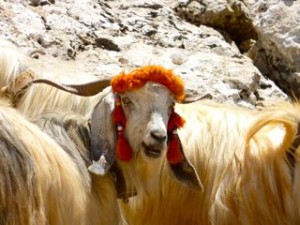 get your goat get your goat