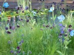 Aquilegia vulgaris Black Barlow