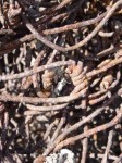 bedsprings