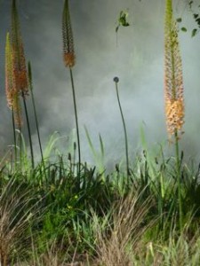 foxtail lilies