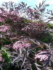 Sambucus nigra Black Lace