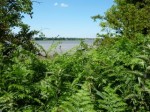 bracken