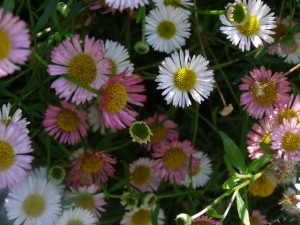 fleabane