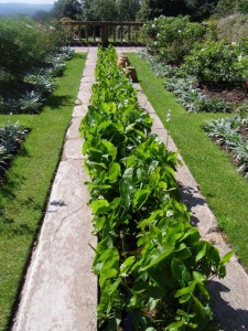 rill planted with Sagittaria latifolia