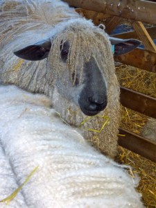 sheep sheep