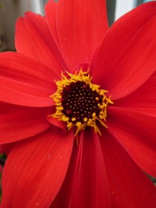 Bishop of Llandaff dahlia.