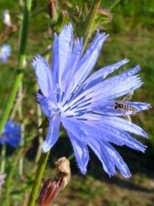 chicory