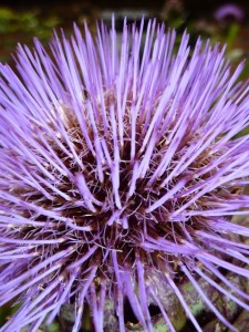 pattern of the DAY cynara cardunculus Cynara cardunculus