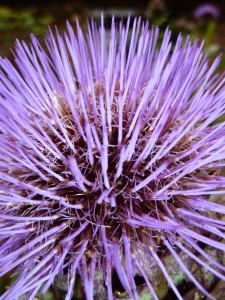 Cynara cardunculus