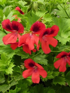 pelargonium Leslie William Burrows