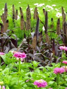 Pennisetum Purple Emperor, Zinnia Purple Prince and white cosmos