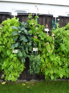 veg on wall veg on wall