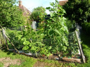 vegetable patch