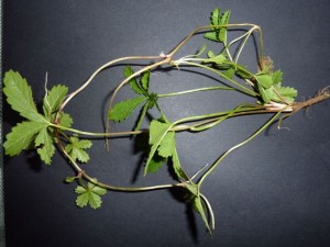 cinquefoil:potentilla