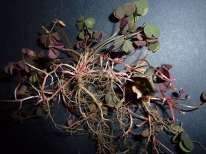 is this trifolium