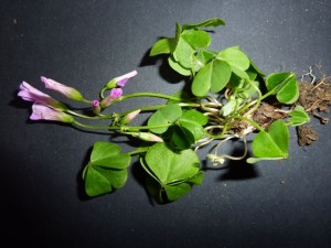 oxalis incarnata