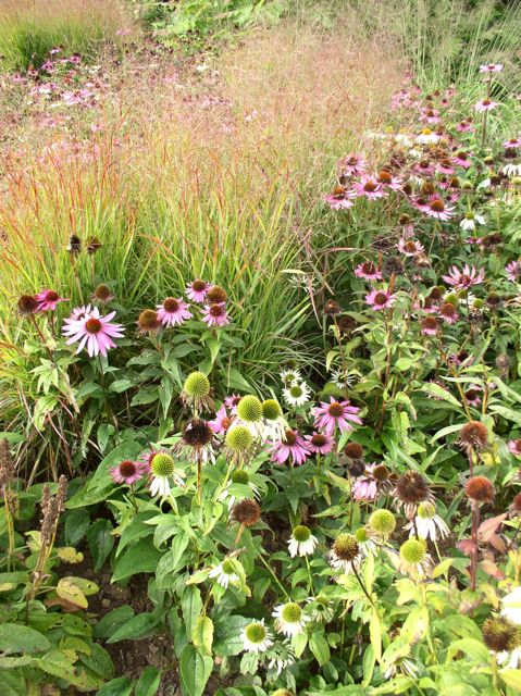 echinacea